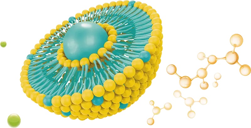 Liposomal Delivery Liposomal Delivery