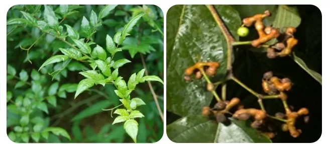 What is the DHM? What is the DHM?