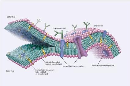 ระบบการจัดส่ง liposome คืออะไร?