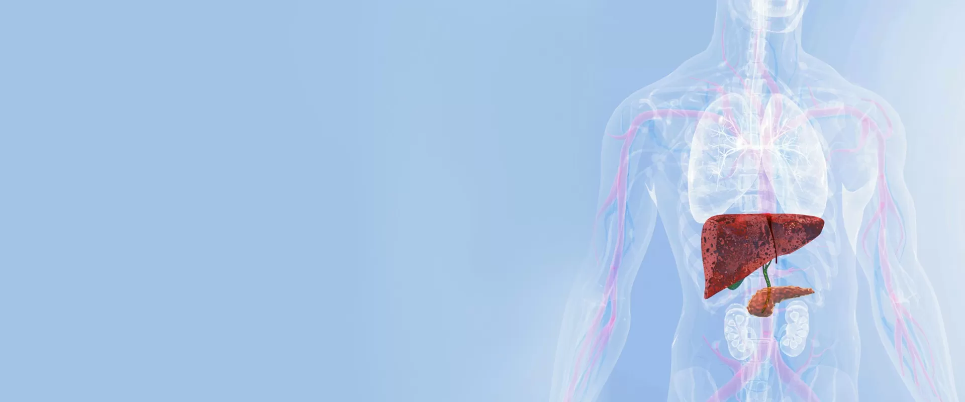 การป้องกันตับ