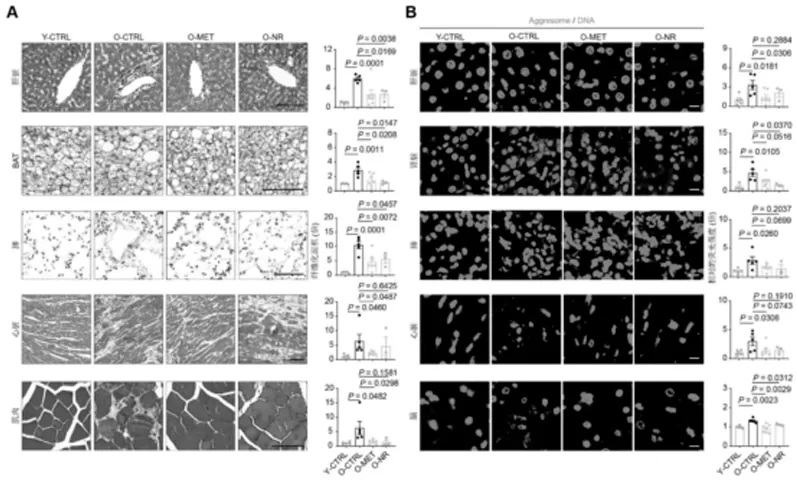 Unveiling NR: How It Quietly Reverses Organ Aging Unveiling NR: How It Quietly Reverses Organ Aging