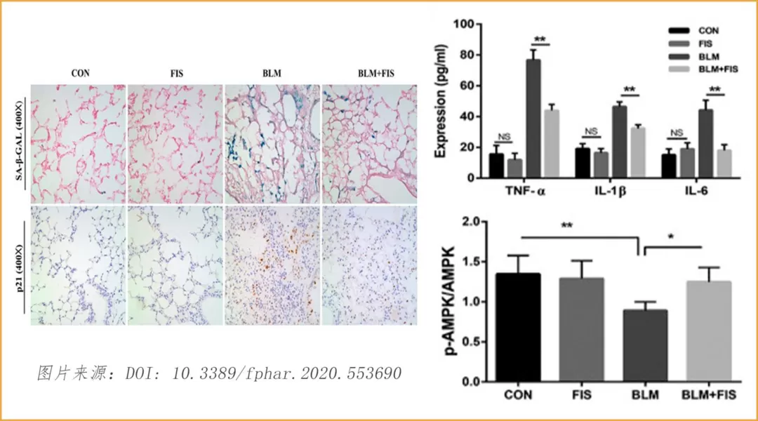 ฟิเซติน: ดาวที่เพิ่มขึ้นในด้านการต่อต้านริ้วรอย