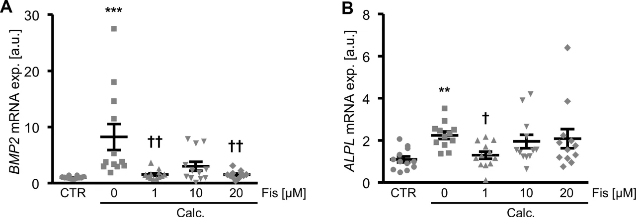 The Complex Process of Vascular Calcification