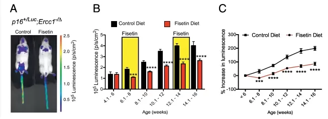 Intermittent Fisetin Treatment Reduces Senescent Cell Burden in Progeroid Mice