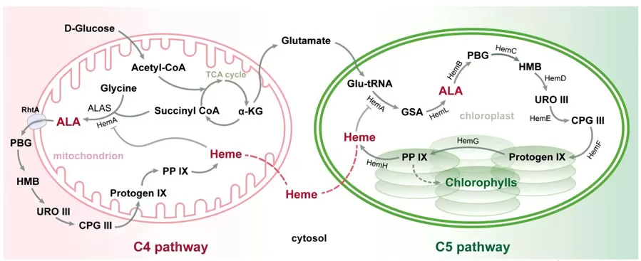 5-ALA: Your Cells’ Secret Energy Booster?