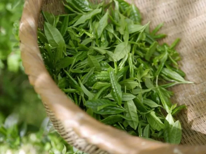 Niacinamide และชาเขียวโพลีฟีนอล: กลไกทางวิทยาศาสตร์ต่อต้านริ้วรอยและประโยชน์หลายอย่าง