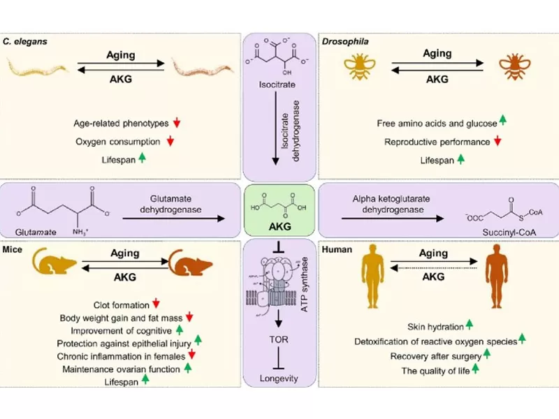 ยุคใหม่ของการต่อต้านริ้วรอย: การถอดรหัสคำวิเศษณ์ของเวลา (ตอนที่1)