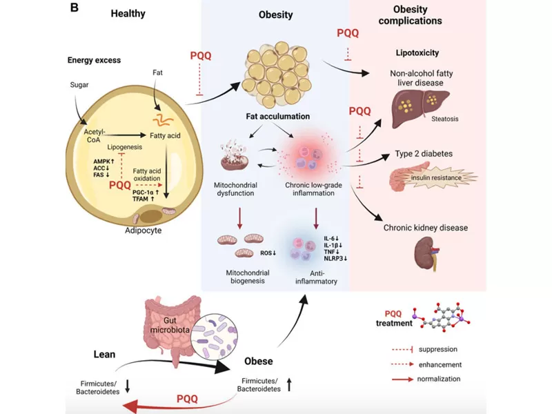 ยุคใหม่ของการต่อต้านริ้วรอย: การถอดรหัสคำวิเศษณ์ของเวลา (ตอนที่2 PQQ)