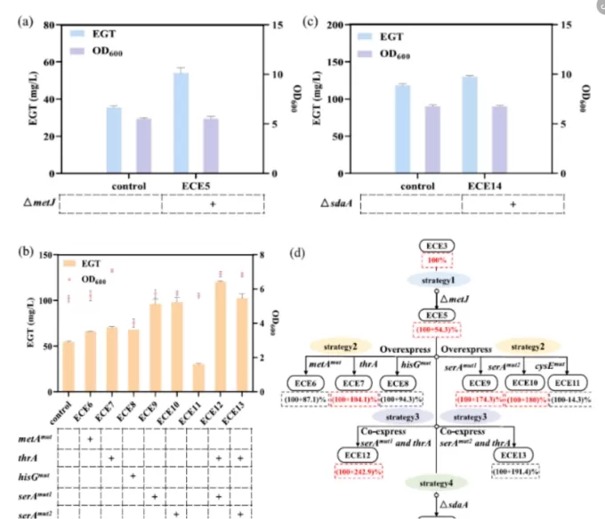 figure-2-metabolic-engineering-of-precursor-amino-acids-to-enhance-egt-production.jpg figure-2-metabolic-engineering-of-precursor-amino-acids-to-enhance-egt-production.jpg