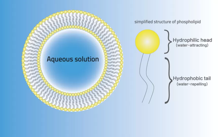 เทคโนโลยีการห่อหุ้ม liposomal คืออะไร?