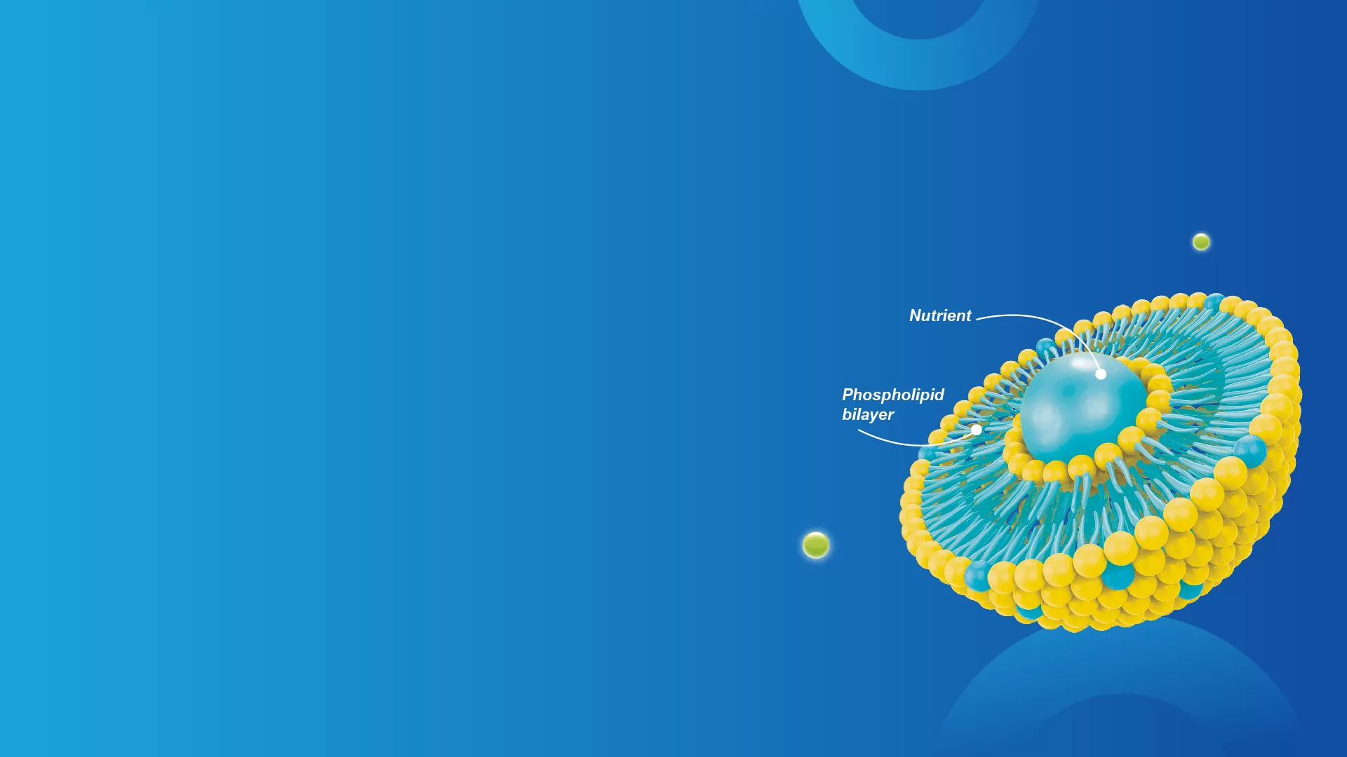 เทคโนโลยีไลโปโซม