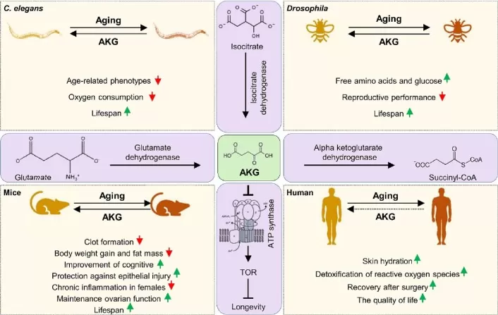 Multiple metabolic pathways are involved in AKG formation and breakdown during cellular metabolism.