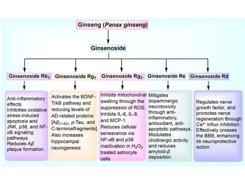 สารต้านอนุมูลอิสระตามธรรมชาติ powerhouses: curcumin, quercetin, ginsenoside Rg3และ Resveratrol