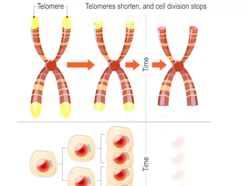 เกณฑ์การต่อต้านริ้วรอยอายุ-40: 25% telomere shortening และ NAD + ศักยภาพในการย้อนอายุของเซลล์
