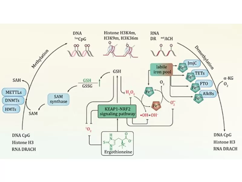 ยุคใหม่ของการต่อต้านริ้วรอย: การถอดรหัสคำวิเศษณ์ของเวลา (III เออร์โกไทโอนีน)